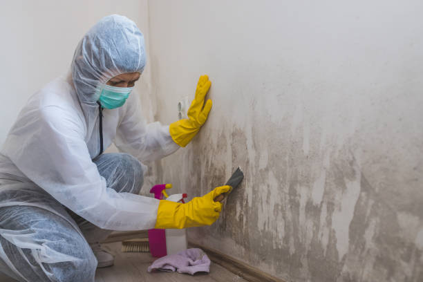 Stonewall, MS Mold Removal Company