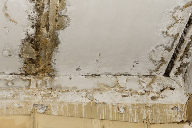 Asbestos and Lead Testing During Mold Inspection in Stonewall, MS